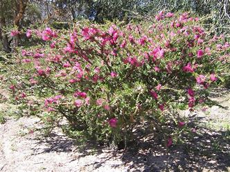 Melaleuca wilsonii 'Violet Honey Myrtle'