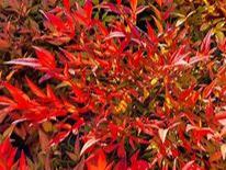 Nandina “Moonbay” - Non Native