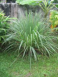 Cymbopogon ambiguus