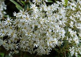 Indigenous Olearia Pimeleoides