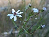 Indigenous Olearia Pimeleoides