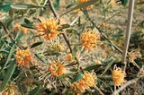 Grevillea olivacea - orange