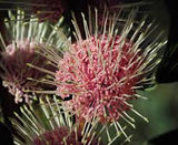 Hakea petiolaris