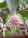 Hakea petiolaris