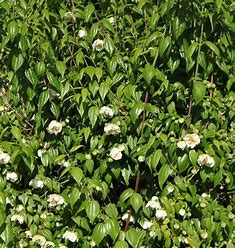 Philadelphus Mexicanus