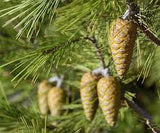 Pinus halepensis