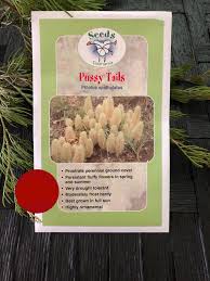 Pussy Tails - Ptilotus spathulatus seeds