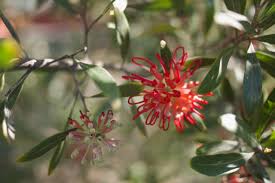 Grevillea olivacea red