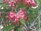 Grevillea olivacea red