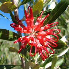 Grevillea carramar red