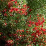 Grevillea carramar red