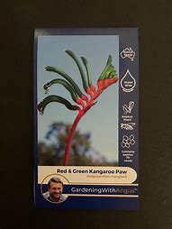 Angus seeds Red and Green Kangaroo Paw seeds