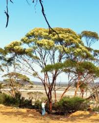 Eucalyptus salicola