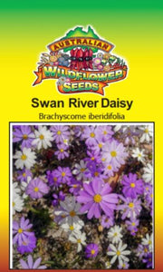 hypocalymma-robustum-swan-river-daisy