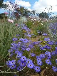 brachyscome-iberidifolia-swan-river-daisy