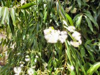 Waterhousea Floribunda