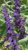 Salvia 'Anthony Parker'