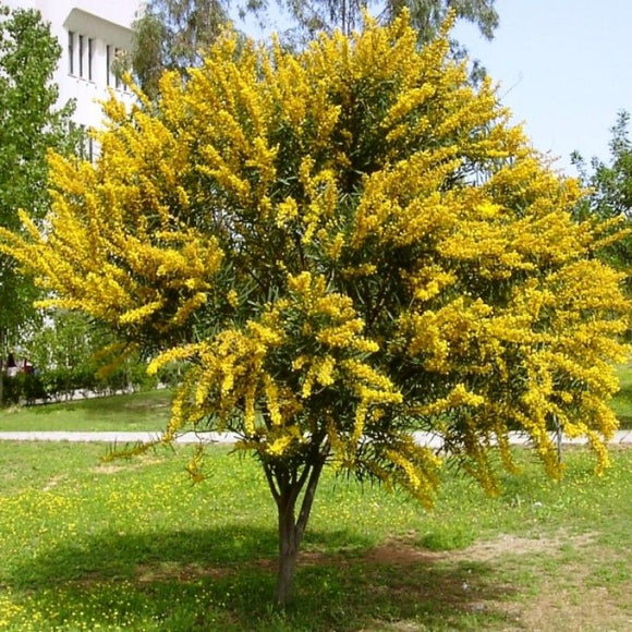 Acacia longifolia