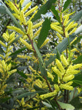 Acacia longifolia