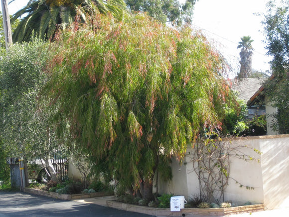 Agonis flexuosa