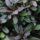 Ajuga Chocolate Chip