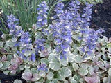 Ajuga Reptans Silver Carpet