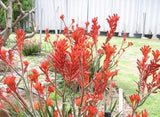 Anigozanthos flavidus Bush Ranger