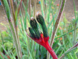 Anigozanthos manglesii 'Royal Cheer'