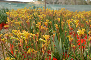 ANIGOZANTHOS BUSH NUGGET