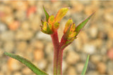 ANIGOZANTHOS BUSH NUGGET