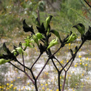 Anigozanthos macropedia 'BLACK'