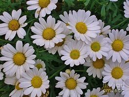 Argyranthemum-White Marguerite Daisy