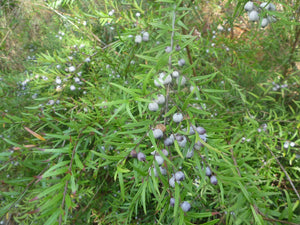 Austromyrtus dulcis - Midgenberry