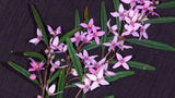 Boronia chartacea