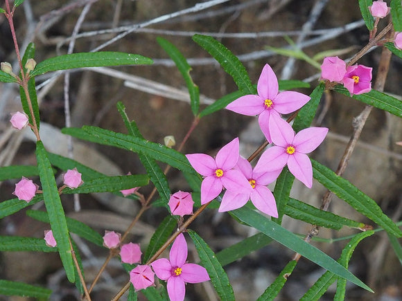 Boronia chartacea