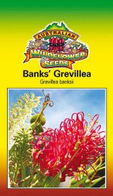 Grevillea banksii - Banks’ Grevillea (SEEDS)