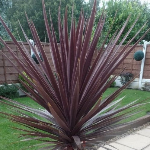 Cordyline australis Red Star Tubestock - Non Native