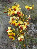 Dillwynia glaberrima