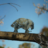 Animalia Art Australia Echidna