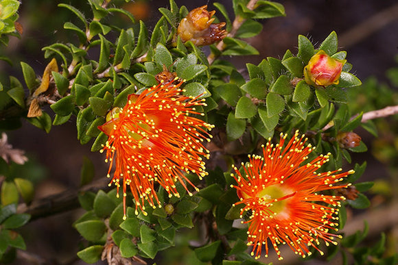 Eremaea Beaufortioides