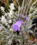 Eremophila nivea x christophorii