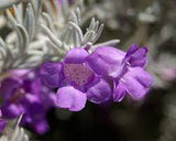 Eremophila nivea x christophorii