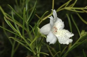 Eremophila polyclada