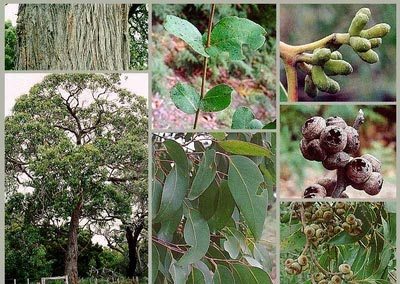 Eucalyptus baxteri