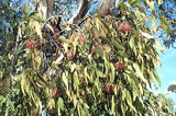 Eucalyptus baxteri