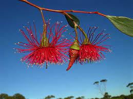 Eucalyptus erythronema