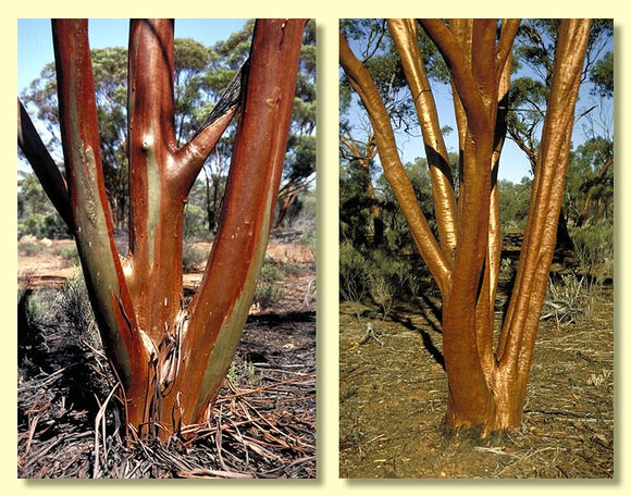 Eucalyptus salubris