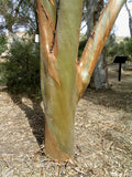 Eucalyptus salubris