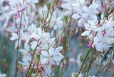 Gaura lindheimeri 'White'