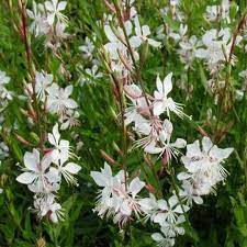 Gaura lindheimeri 'White'